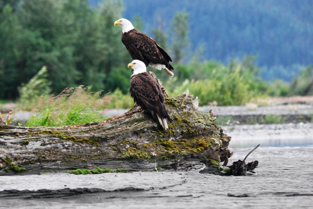 Abundant Bald Eagles feed on Salmon in the rivers.